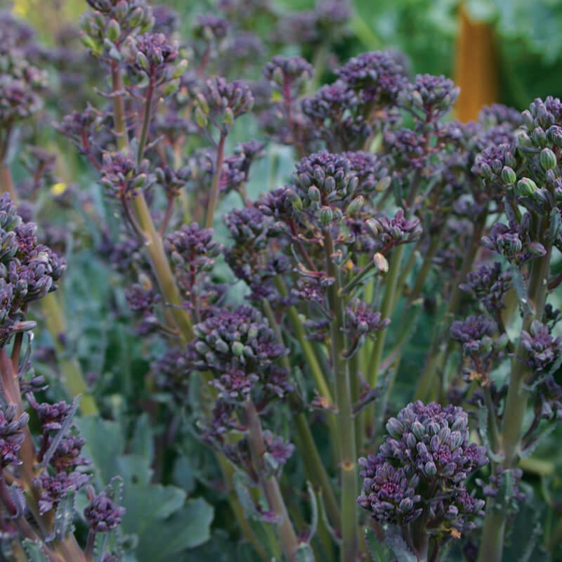 dt-brown VEGETABLE SEEDS Broccoli Mixed Purple Sprouting Seeds