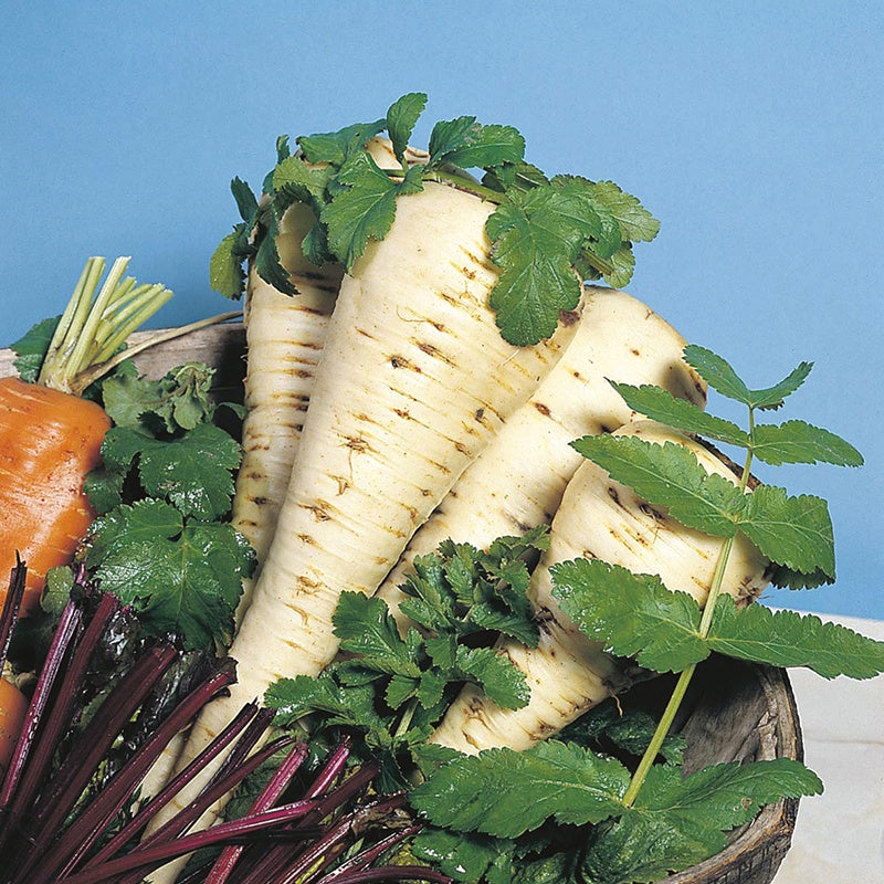 Parsnip White Gem Seeds