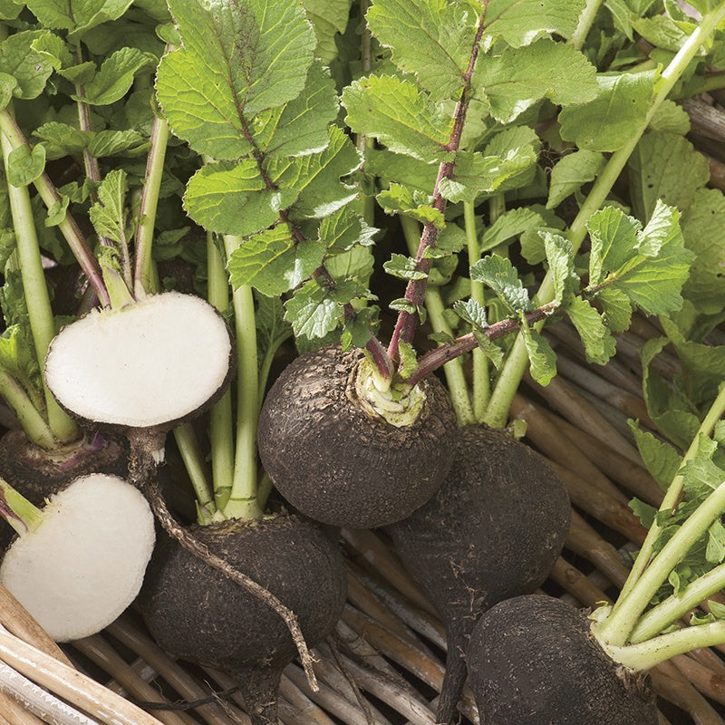 Radish Black Spanish Round Seeds