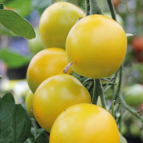 Tomato Golden Sunrise Seeds