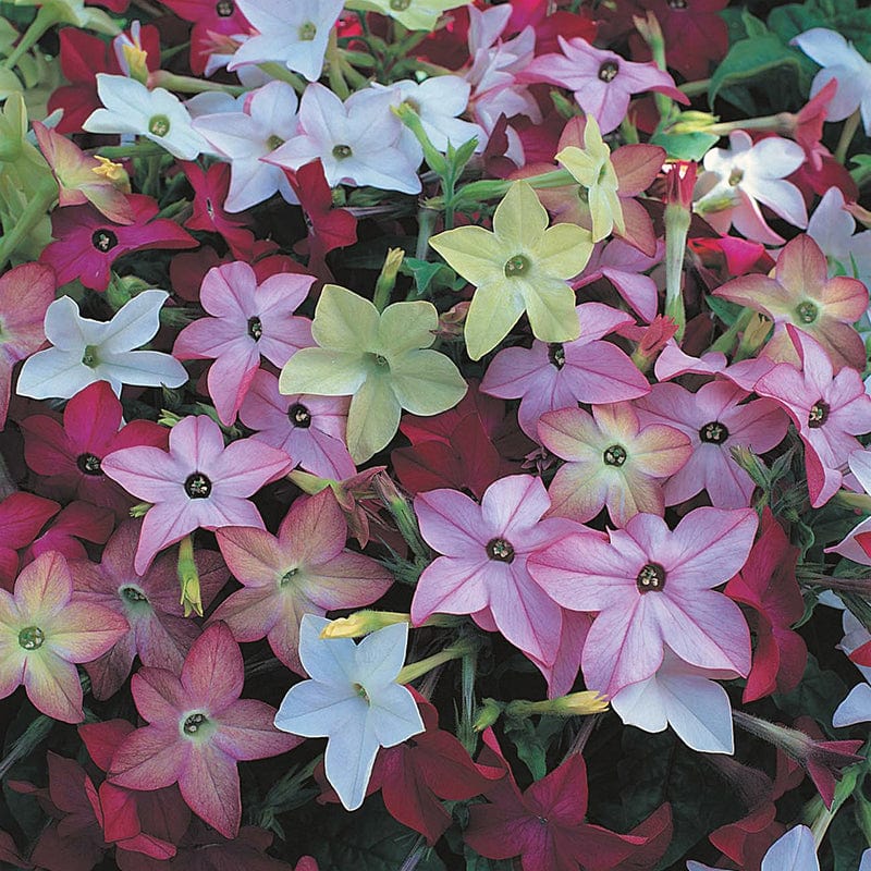 dt-brown FLOWER SEEDS Nicotiana Avalon Mixed F1 Flower Seeds