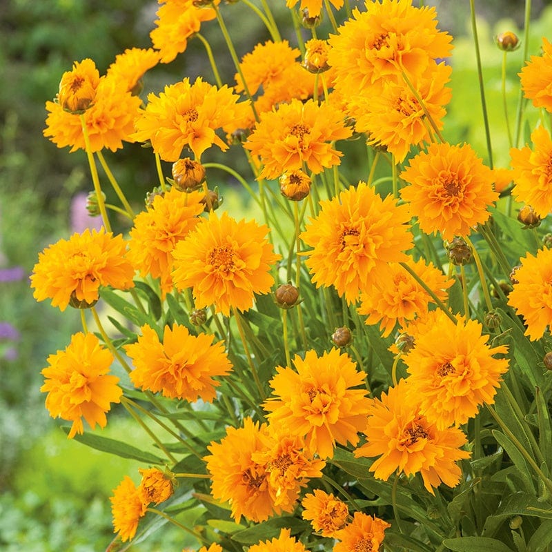 dt-brown FLOWER SEEDS Coreopsis Early Sunrise