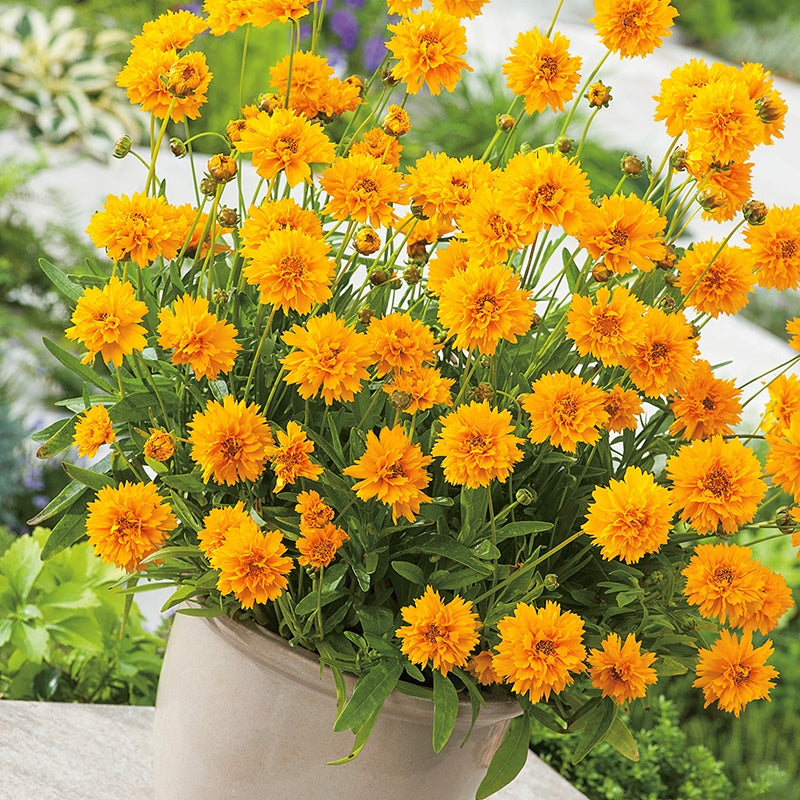 Coreopsis Early Sunrise Seeds