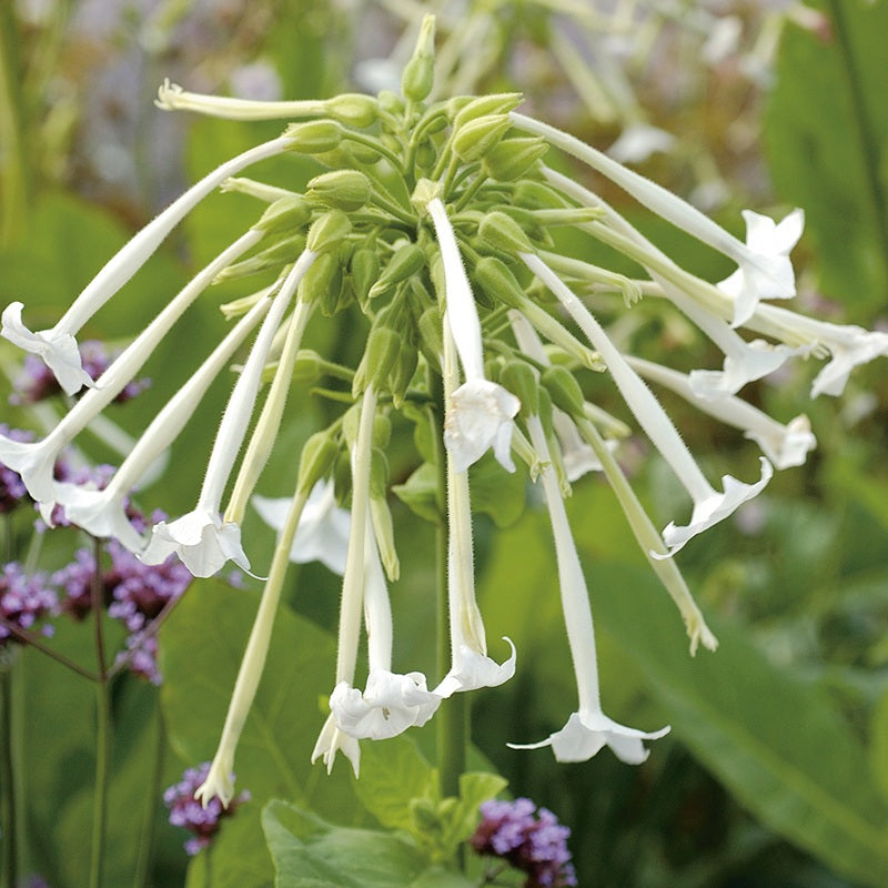 Nicotiana Sylvestris Seeds