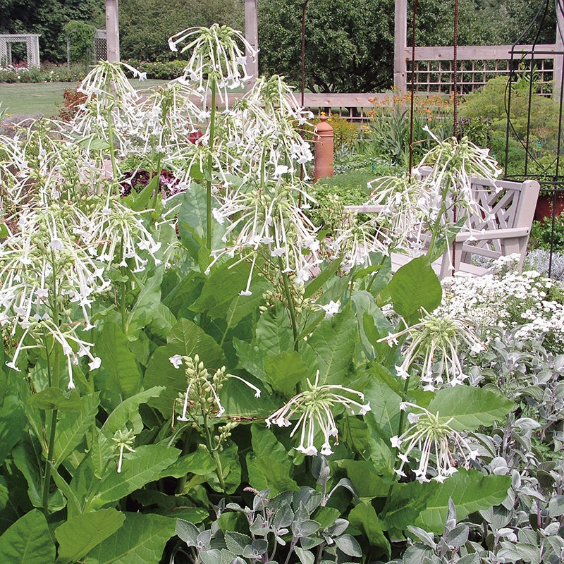 Nicotiana Sylvestris Seeds