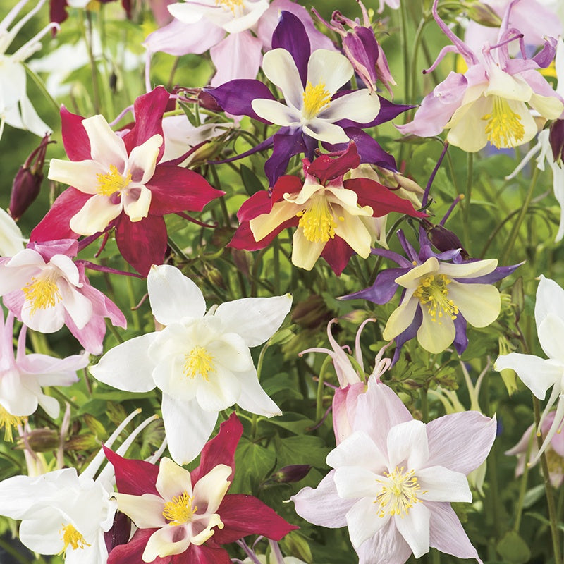 Aquilegia McKana Giant Hybrids Seeds