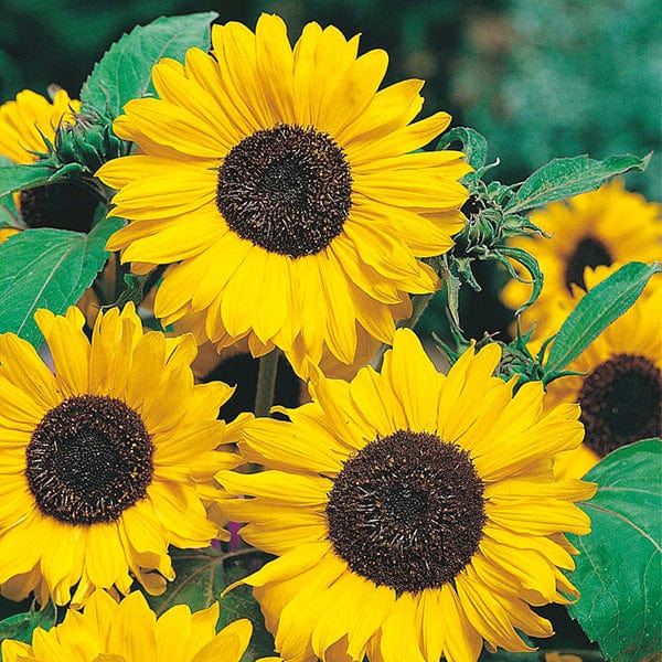 dt-brown FLOWER SEEDS Sunflower Hallo Flower Seeds