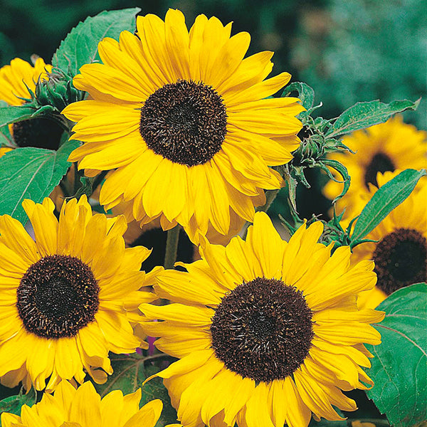 Sunflower Hallo Seeds