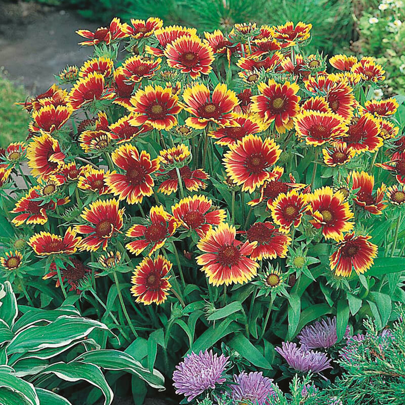 Gaillardia Goblin Seeds