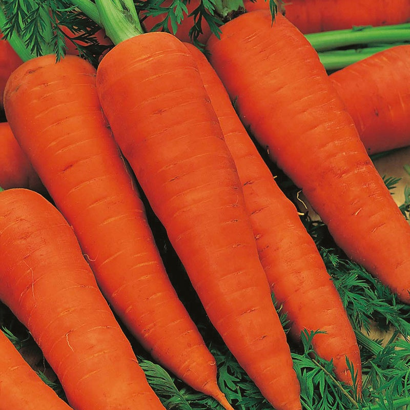 Organic Carrot Autumn King Seeds