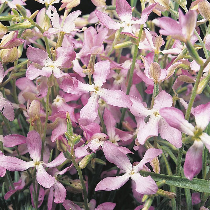 dt-brown FLOWER SEEDS Stock Night Scented Flower Seeds