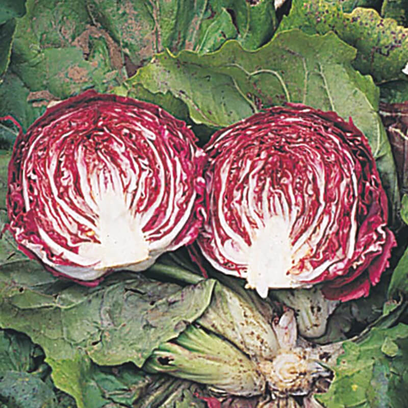 Radicchio Cesare Seeds