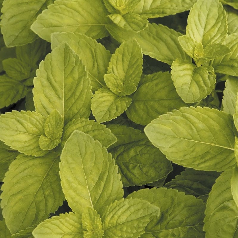 dt-brown VEGETABLE SEEDS Mint Mixture Herb Seeds