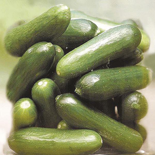 dt-brown VEGETABLE SEEDS Cucumber Green Fingers F1 Seeds