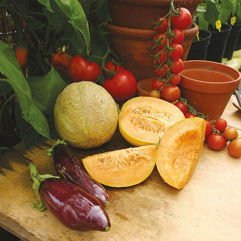 dt-brown VEGETABLE PLANTS Melon Emir Vegetable Plants