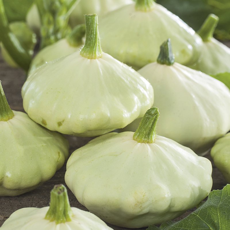 Summer Squash Patty Pan Green Tint Seeds