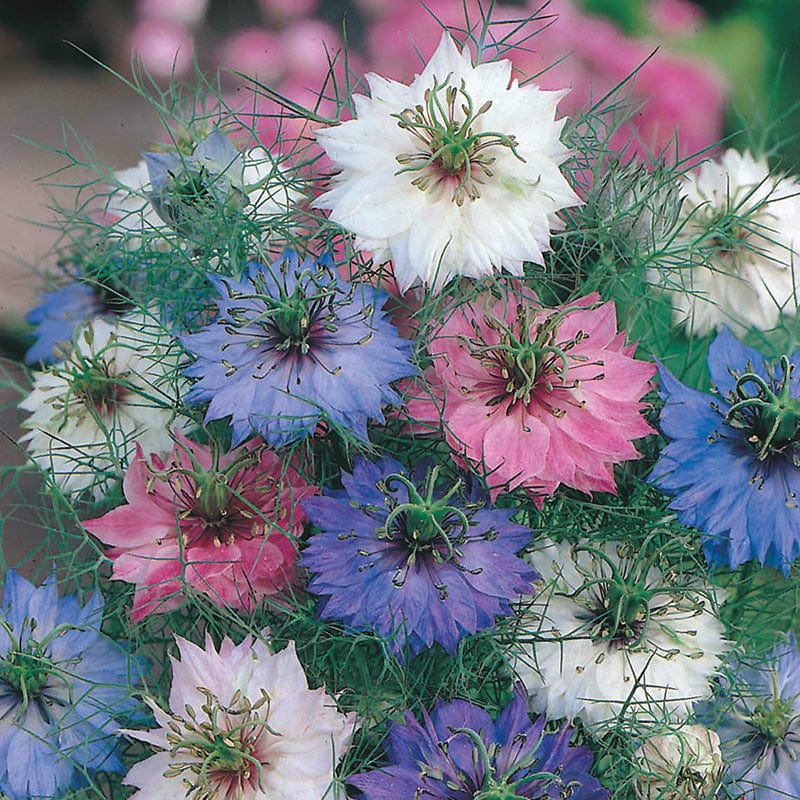 dt-brown FLOWER SEEDS Love in a Mist Persian Jewels Flower Seeds