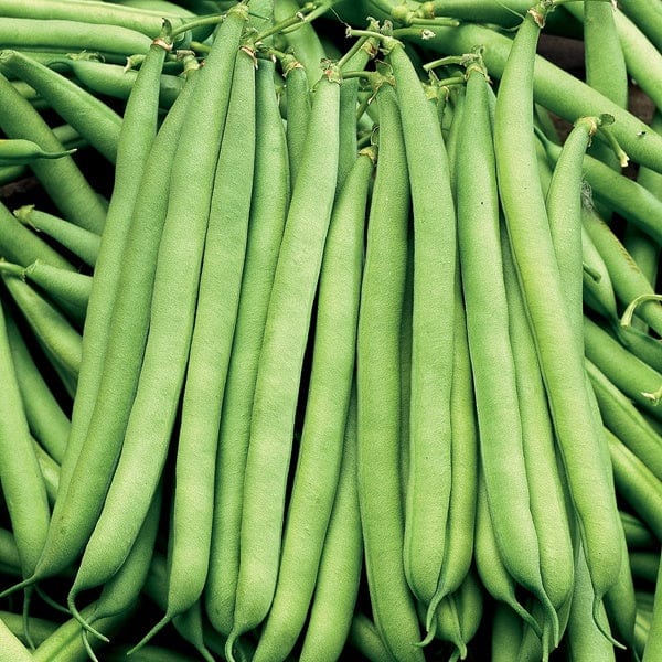 dt-brown VEGETABLE SEEDS Dwarf French Bean Seeds, The Prince AGM