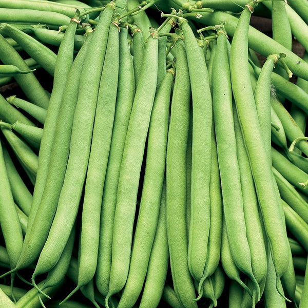 Dwarf French Bean The Prince Seeds