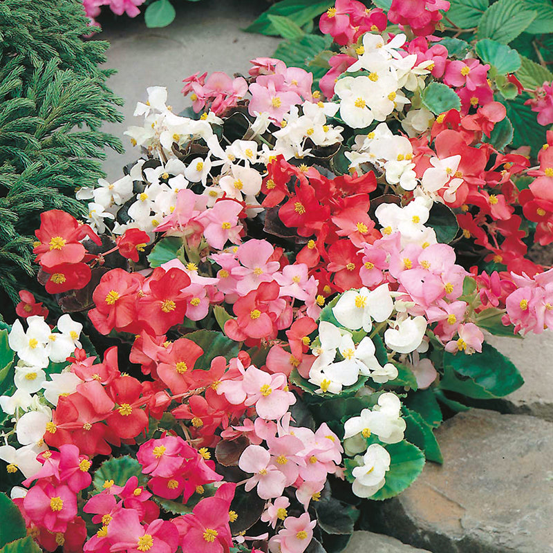 Begonia DTB Special Mixed F1 Seeds