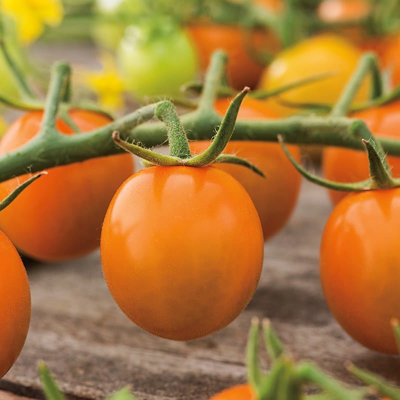 dt-brown VEGETABLE SEEDS Tomato Sungold F1 AGM Seeds