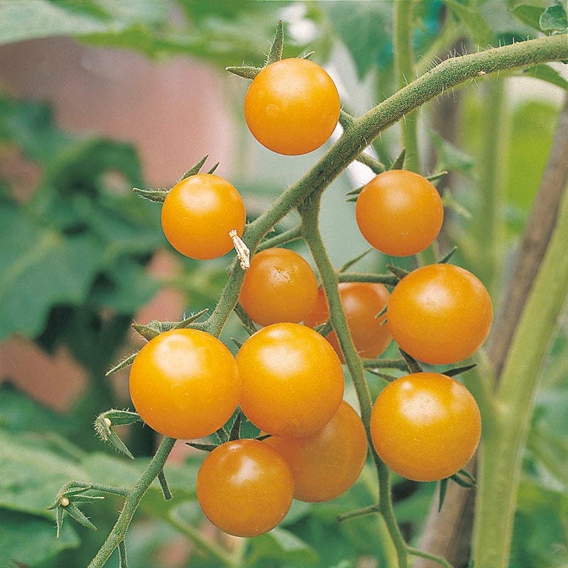 dt-brown VEGETABLE PLANTS 3 x 9cm Potted Plants (EARLY) Tomato Sungold F1 AGM (Cherry) Veg Plants