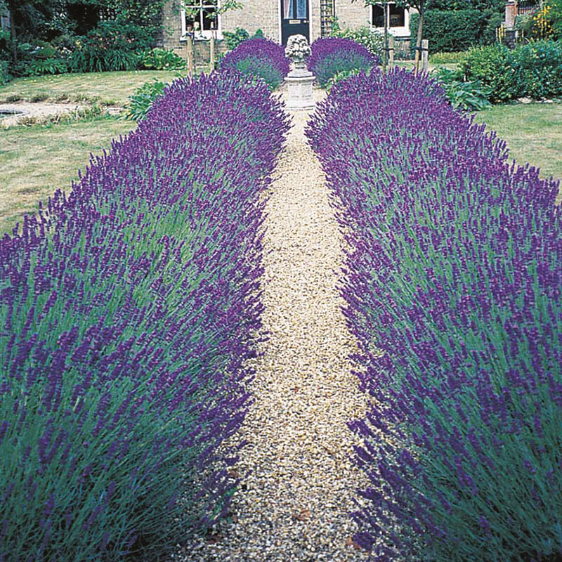 Lavender Hidcote Blue Seeds