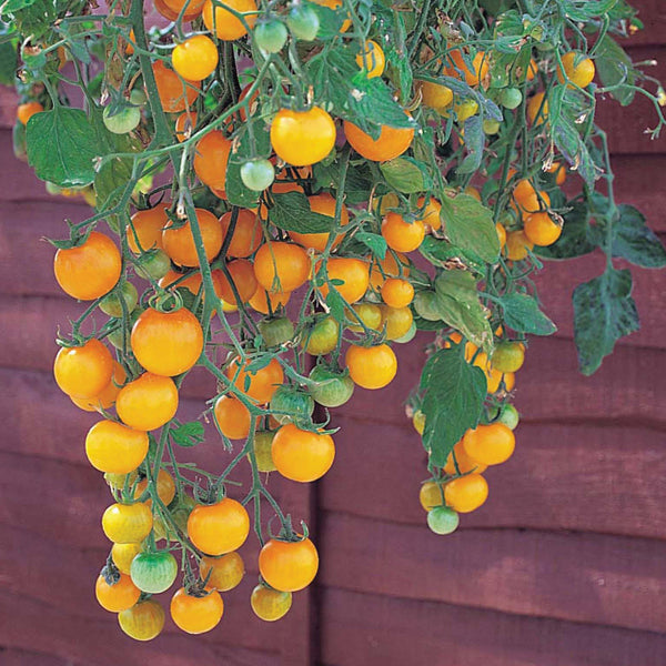Tomato Tumbling Tom Yellow Seeds