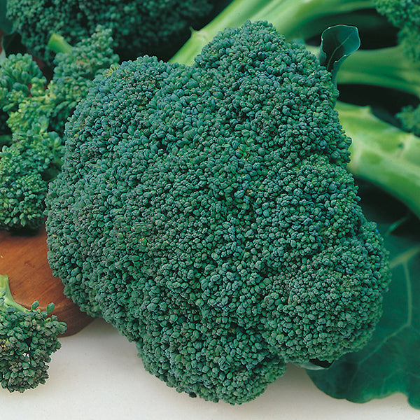 Calabrese Parthenon F1 Seeds