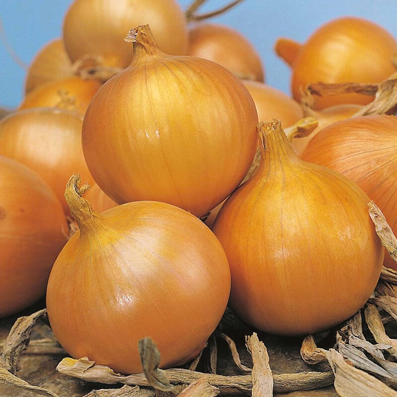 dt-brown VEGETABLE SEEDS Onion (Globe) Bedfordshire Champion Seeds