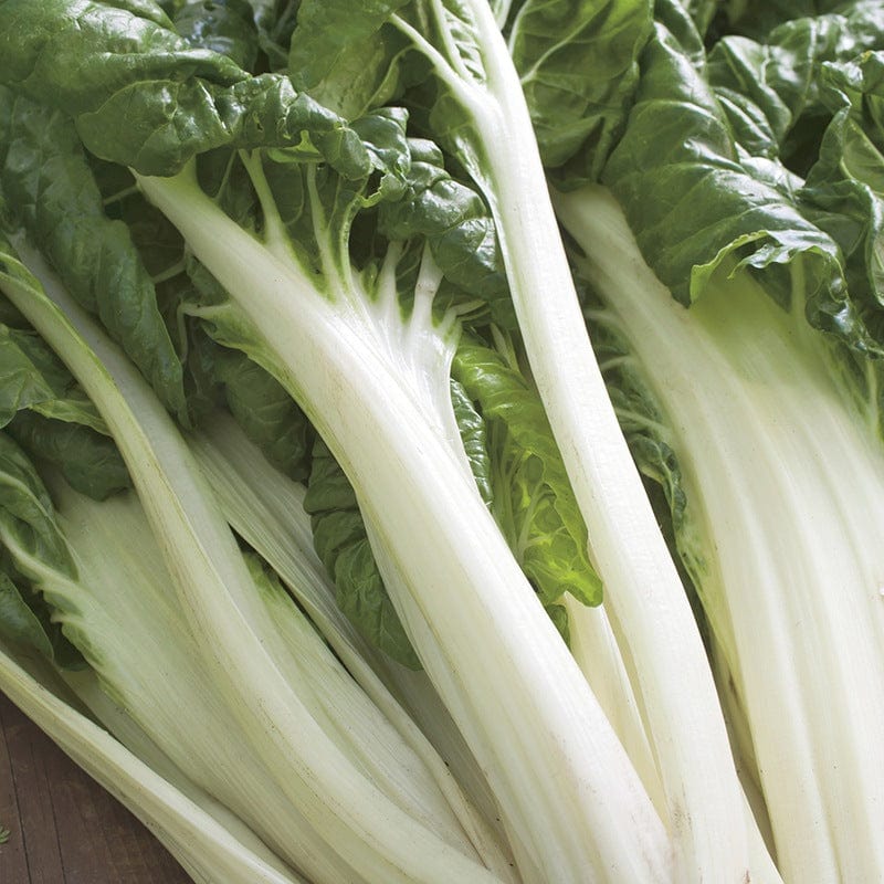 dt-brown VEGETABLE SEEDS Chard White Silver 2 AGM Seeds
