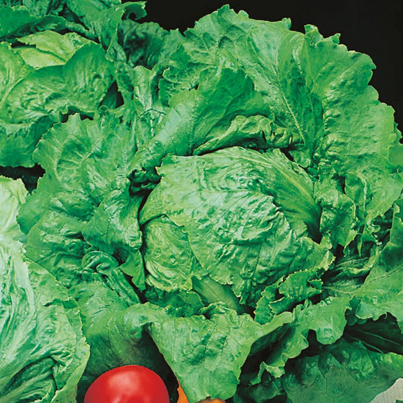 Lettuce Webbs Wonderful Seeds
