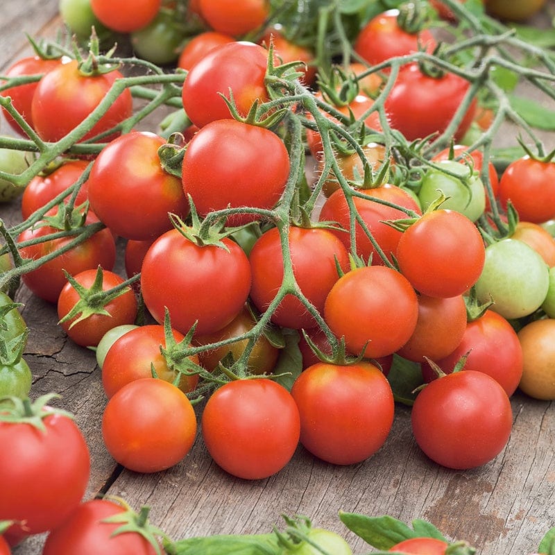 dt-brown VEGETABLE PLANTS Tomato Tumbler F1 (Cherry) Plants