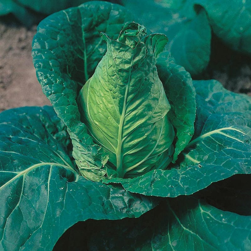 dt-brown VEGETABLE SEEDS Cabbage Hispi F1 AGM Seeds