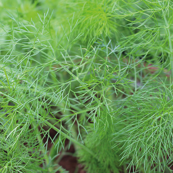 Fennel Seeds