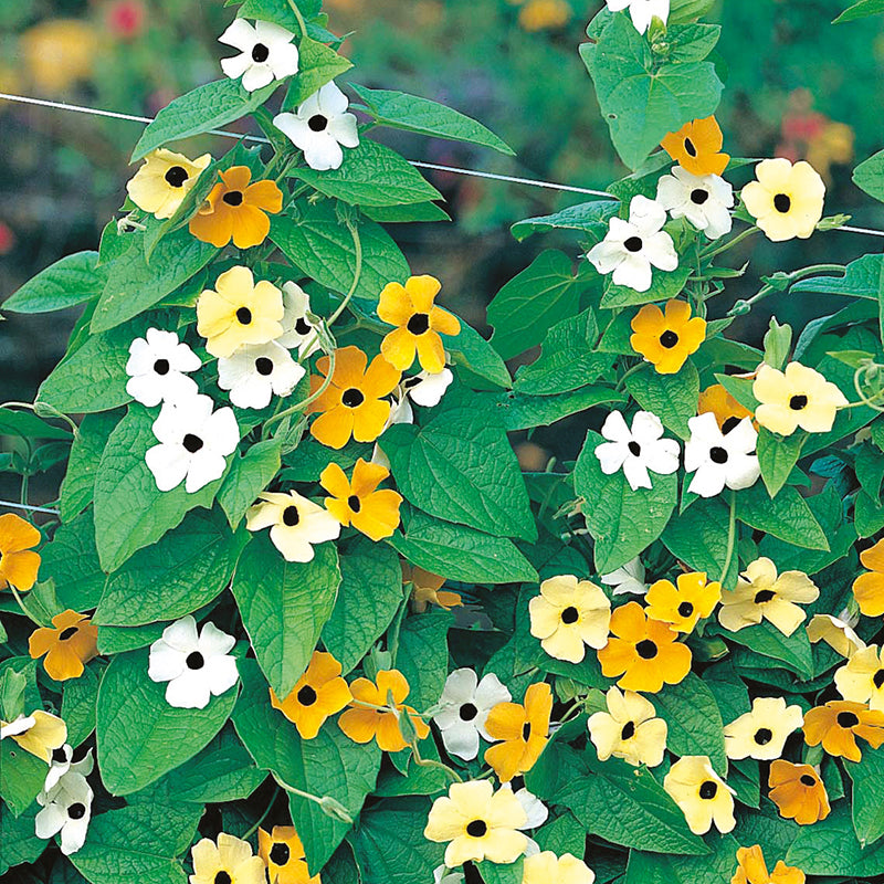 Thunbergia Susie Mixed Seeds