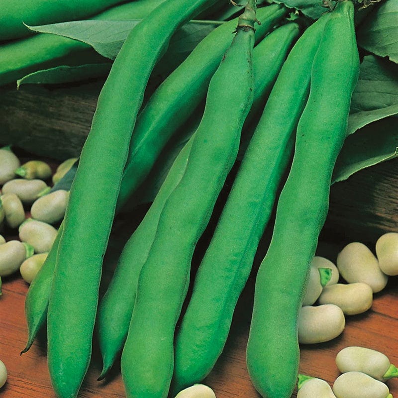 dt-brown VEGETABLE SEEDS Broad Bean Giant Exhibition Longpod AGM Seeds