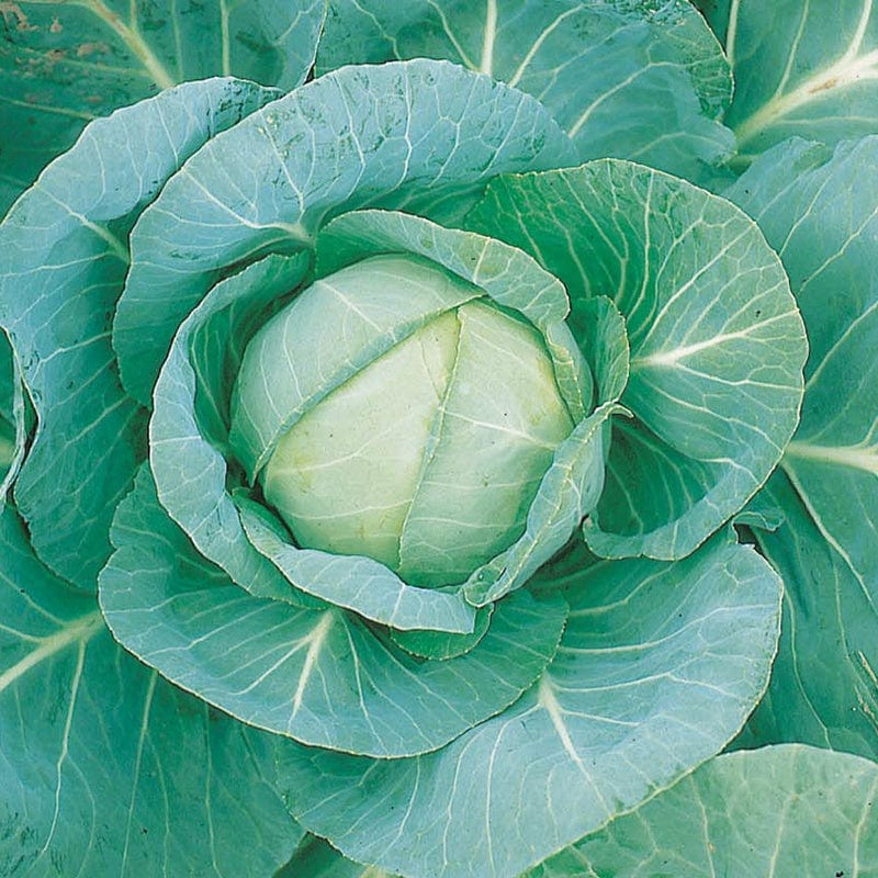 dt-brown VEGETABLE SEEDS Cabbage Minicole F1 AGM Seeds
