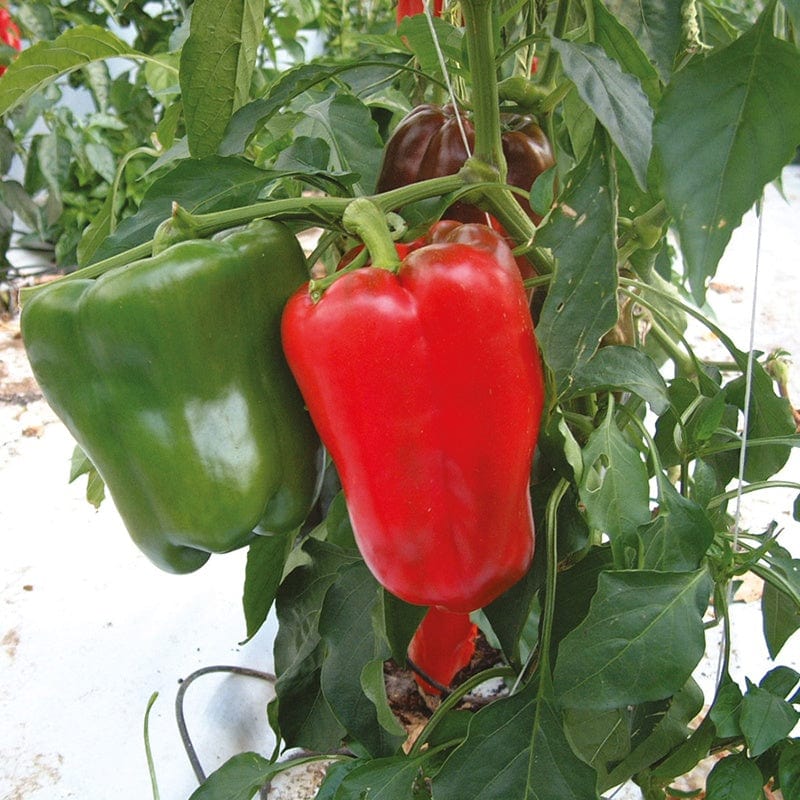 dt-brown VEGETABLE SEEDS Pepper (Sweet) Lany F1 Seeds
