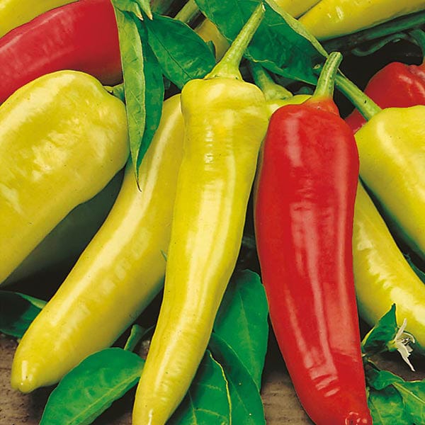 dt-brown VEGETABLE PLANTS Chilli Pepper Hungarian Hot Wax Plants