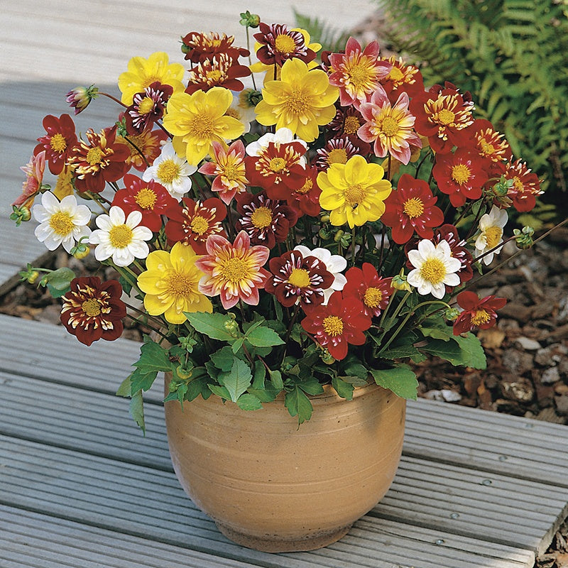 Dahlia Collarette Dandy Mixed Seeds