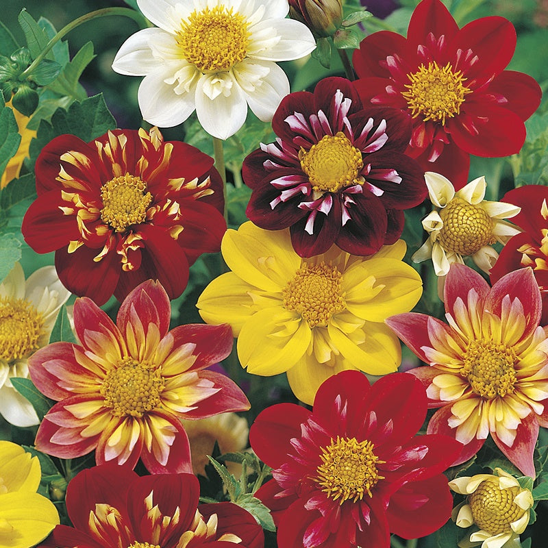 Dahlia Collarette Dandy Mixed Seeds