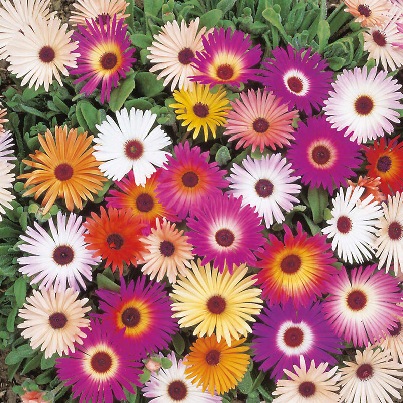 Livingstone Daisy Harlequin Mixed Seeds
