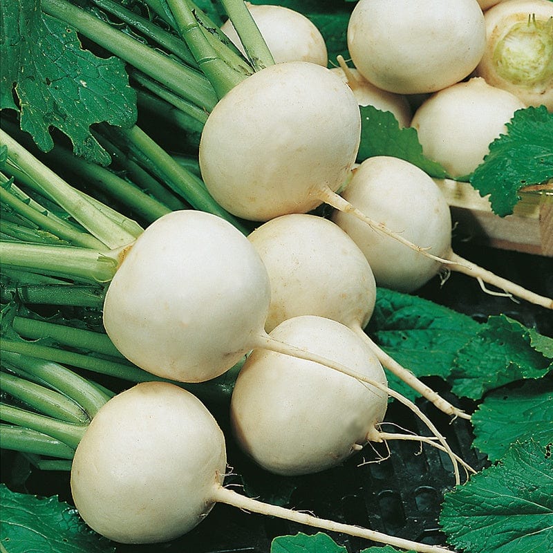 dt-brown VEGETABLE SEEDS Turnip Snowball Seeds