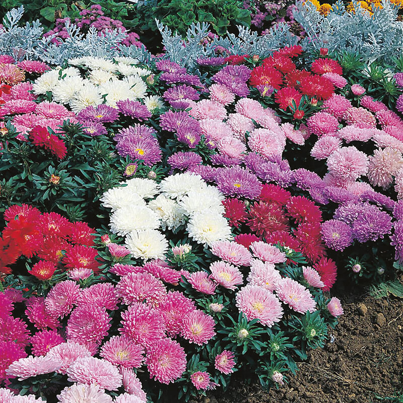 Aster Milady Mixed Seeds
