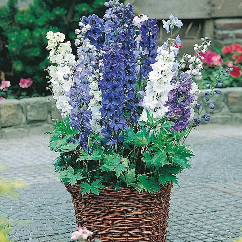 Delphinium Fountains Mixed Flower Seeds