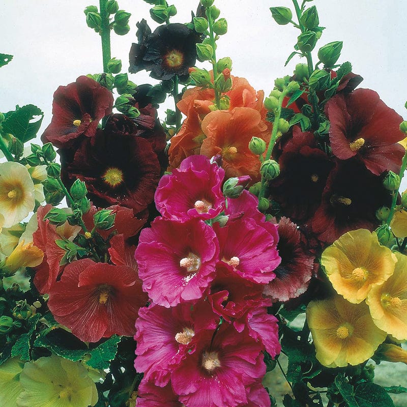 dt-brown FLOWER SEEDS Hollyhock Single Mixed Flower Seeds