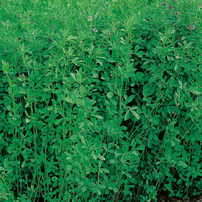 dt-brown VEGETABLE SEEDS Green Manure Lucerne (Alfalfa) Seeds