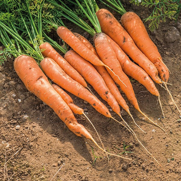Carrot Maestro F1 Seeds