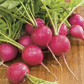 Radish Pink Beauty Seeds